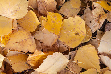 Autumn fallen leaves. October. November.