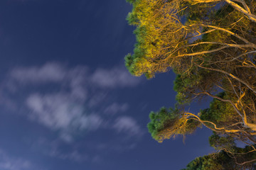 Night, stars, cloud, sky and tree