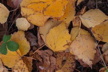 Autumn fallen leaves. October. November.