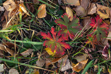 Autumn fallen leaves. October. November.