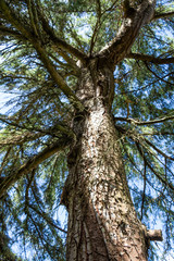 Trunk and branches of a pine