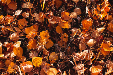 Autumn fallen leaves. October. November.