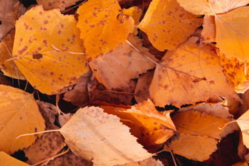 Autumn fallen leaves. October. November.