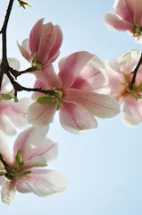 Foto op Canvas Spring magnolia © medwedja