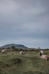 landscape with sheep on the moors