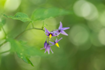 Bittersweet nightshade (Solanum dulcamara) flowers and buds with leaves close up. Solanum dulcamara bitter-sweet. Bitter nightshade blooms. Blue flowers. Perennial plant.