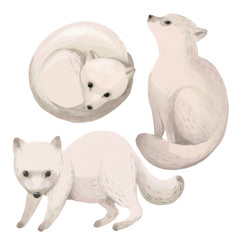 Watercolor illustration. Arctic animals. White fox.
