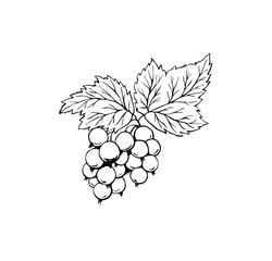 Black currant ink drawing isolated vector blackberry