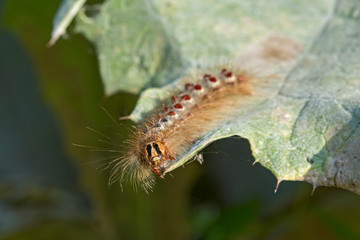 The caterpillar of the butterfly Lymantria dispar (gypsy moth) on a green leaf. Macro photo of the European gypsy moth caterpillar.