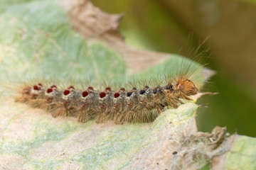 The caterpillar of the butterfly Lymantria dispar (gypsy moth) on a green leaf. Macro photo of the European gypsy moth caterpillar.