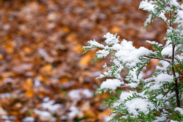 Autumn day. Thuja branches in the snow. First snow. Blurred background. Change of seasons.