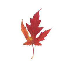 Beautiful red autumn leaf on a white isolated background