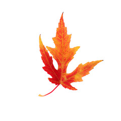 Beautiful red-yellow autumn leaf on a white isolated background