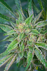 Detailaufnahme einer Cannabispflanze