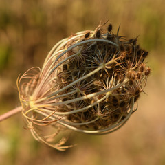 wilde carrot seeds close up