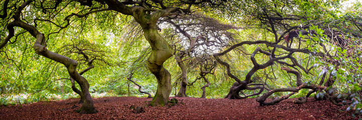 Fototapete bei efototapeten.de bestellen   