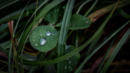 waterdrops plant green nature fresh