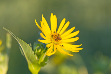 Silphium perfoliatum,  is a species of flowering plant in the family Asteraceae, native to eastern and central North America. Silphium perfoliatum flower, selective focus.