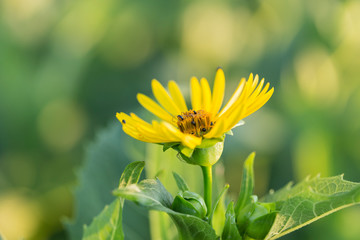 Silphium perfoliatum,  is a species of flowering plant in the family Asteraceae, native to eastern and central North America. Silphium perfoliatum flower, selective focus.