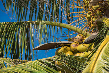 Coconut palm with fresh fruits