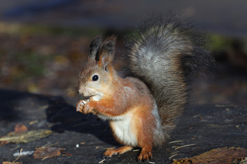 cute red squirrel in the park