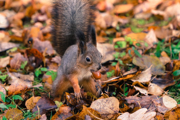 Naklejka na ściany i meble cute red squirrel in the park