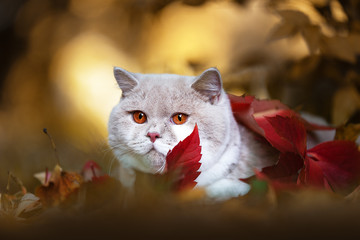 BKH Rassekatze Kater im Herbst mit rotem Blatt