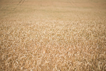 Field of ripe wheat before harvest on sunny summer day. Many spikelets of wheat before harvesting. wheat on the field during ripening. Field of ripe wheat before harvest on sunny summer day. 