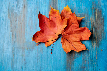 Naklejka na ściany i meble Colorful vertical frame of fallen autumn leaves