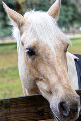 Obraz premium Beautiful horse in Pasture
