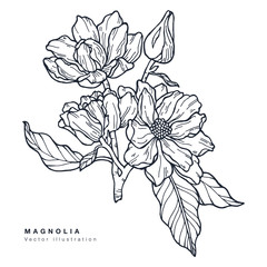 Hand draw vector magnolia flowers illustration. Floral wreath. Botanical floral card on white background.