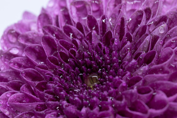 closeup of purple flower