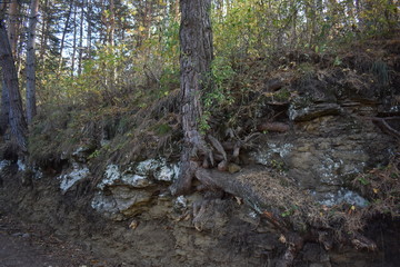 Fototapeta premium Roots in the forest