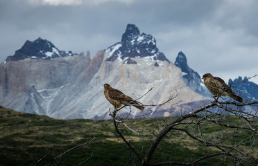 Pair of birds posing in the dry branches of a bush, behind the birds, the snowy peaks of Torres del Paine. These birds are called "Chimangos"