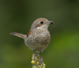 Lanius collurio chick