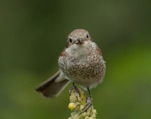 Lanius collurio chick