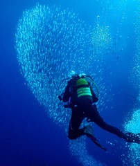 Peces y Submarinista
