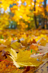 Wonderful autumn landscape with beautiful yellow and orange colored leaves, close up leaf and blurred background, vertical