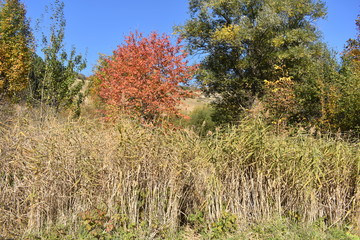 Fototapeta premium Autumn reeds