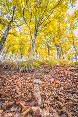 Fall Foliage in Badia Prataglia, Italy.