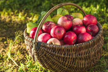 Apple harvest. Ripe red apples in the basket on the green grass.