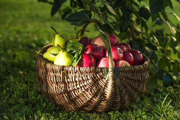 Apple harvest. Ripe red apples in the basket on the green grass.
