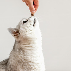 Funny light grey cat want to eat from hand of owner the treat . Pet food concept, pet care. For...