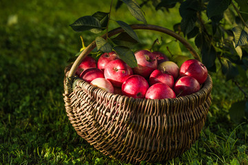 Apple harvest. Ripe red apples in the basket on the green grass.