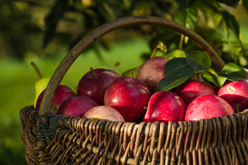 Apple harvest. Ripe red apples in the basket on the green grass.