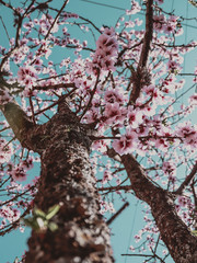 almendra almendro arbol flower