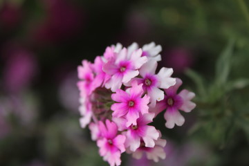 Obraz premium Pink flowers in the garden