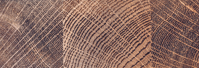 Brushed cross section of glued oak planks. Wood texture background