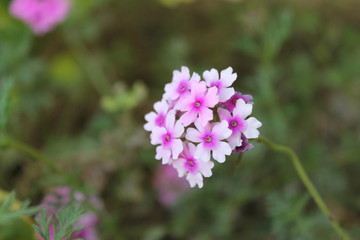 Pink flower