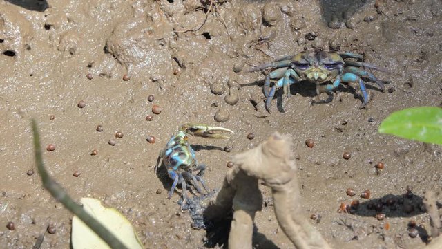 Ghost crabs (Uca vocans) , Blue crab, on mud at wetlands forest. 